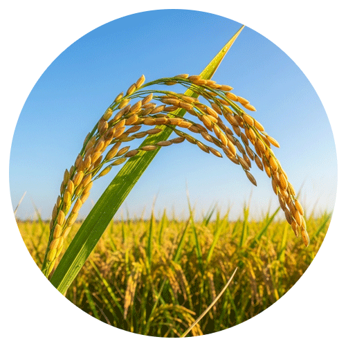 Agro and Farming in Chennai